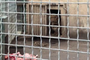 Зоозахисники закликають розслідувати вбивство леопарда та перевірити умови утримання тварин в Одеському зоопарку штаб.інфо