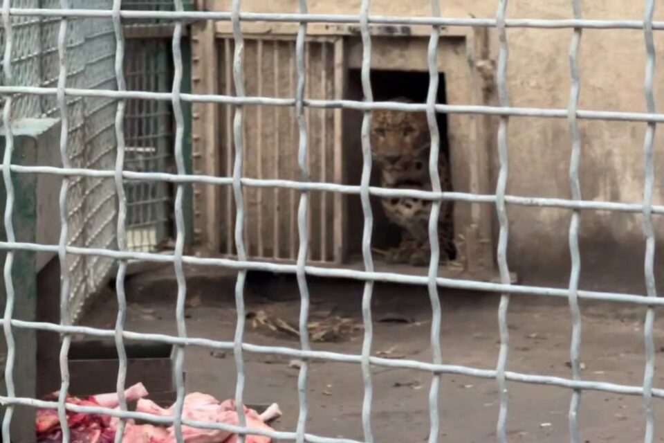 Зоозахисники закликають розслідувати вбивство леопарда та перевірити умови утримання тварин в Одеському зоопарку штаб.інфо