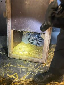 штаб інфо На українсько-польському кордоні викрито спробу незаконного перевезення екзотичних тварин