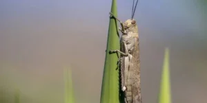 нашестя сарани