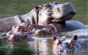 У Колумбії планують знищити «бегемотів Ескобара»