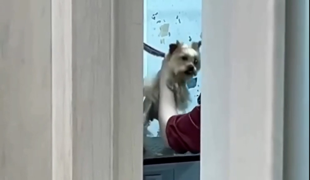 жорстоке поводження з собакою