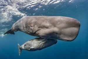 Вчені виявили у кашалотів «алфавіт»: що відомо