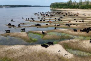 Дунай обмілів до мінімуму за 30 років: зупиняються пороми й зернові баржі Дунай обмілів до мінімуму за 30 років — піщані мілини та зернові баржі в Румунії