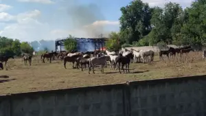 Росія двічі за тиждень атакувала кінний завод на Харківщині