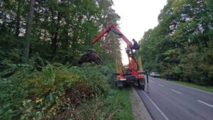 На Львівщині вантажівка на смерть збила 700-кілограмового червонокнижного зубра Зубр на Львівщині, якого на смерть збила вантажівка на трасі Броди — Шептицький